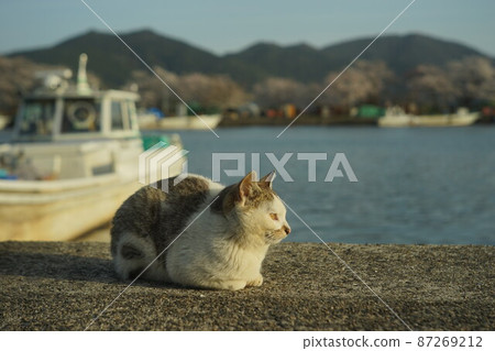 一隻貓在琵琶湖人工島隱岐島度過春天 一隻貓在琵琶湖人工島隱岐島度過春天 87269212