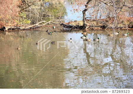 Winter park waterfowl 87269323