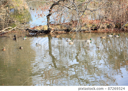 Winter park waterfowl Winter park waterfowl 87269324