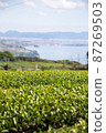 Tea plantations and sea 87269503