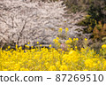 Rape blossoms and cherry blossoms 87269510