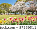 Tulips and cherry blossoms 87269511