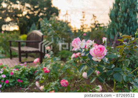 黃昏和玫瑰花 87269512