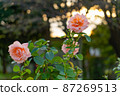 Roses and sunset 87269513