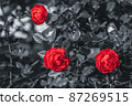 Monochrome background with red roses 87269515