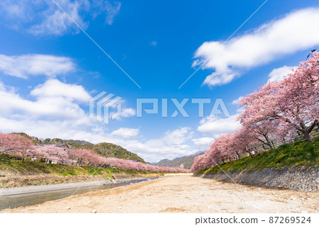 藍天和河津櫻花 87269524