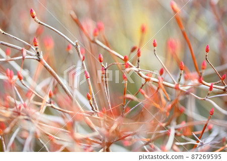 冬季公園 Enkianthus perulatus 芽 87269595