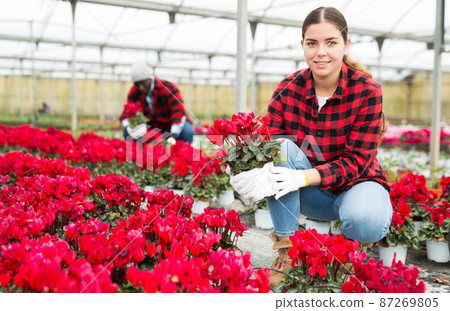Young woman caring for cyclamen flowers in greenhouse Young woman caring for cyclamen flowers in greenhouse 87269805