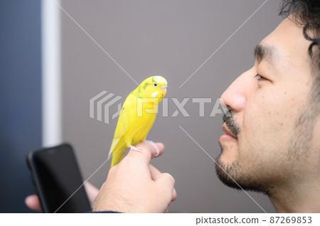 Budgerigar that disturbs your smartphone 87269853
