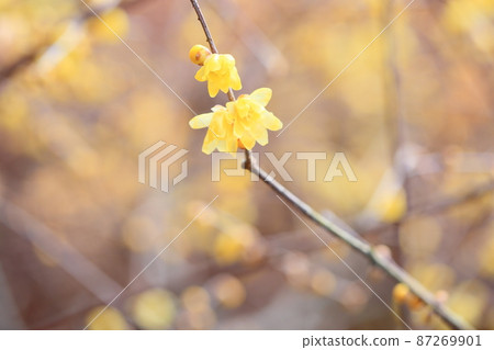 flower of wintersweet 87269901