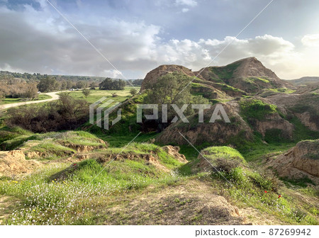 Spring blossoms in the Nahal Besor Nature Reserve 87269942