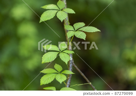 Ama Cha Shuul Sapporo 87270099