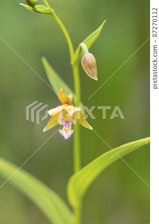 Kakiran Nagamibecho Kakiran Nagamibecho 87270112