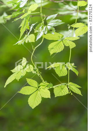 Ama Cha Shuul Sapporo Ama Cha Shuul Sapporo 87270124
