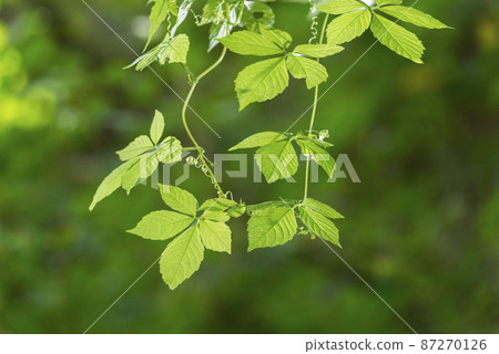 Ama Cha Shuul Sapporo Ama Cha Shuul Sapporo 87270126