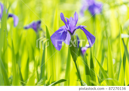 Japanese iris Makomanaikoen Sapporo City 87270136