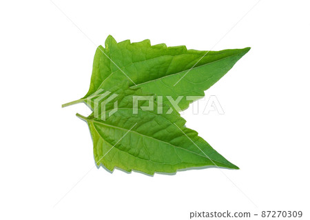Bitter bush, Christmas bush, Devil weed, Camfhur grass on white background. 87270309