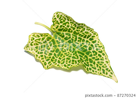 Close up Mile a minute, African mile a minute plant on white background. Close up Mile a minute, African mile a minute plant on white background. 87270324