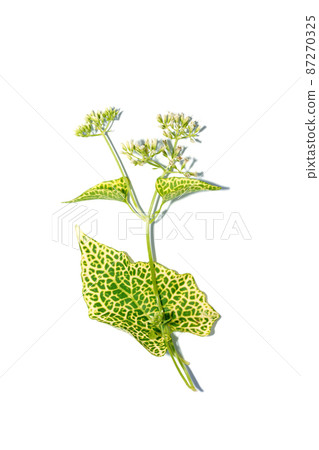 Close up Mile a minute, African mile a minute plant on white background. 87270325