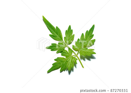 Close up Balloon vine, Heart pea, Heart seed, Smooth leaved heart Pea plant on white background. Close up Balloon vine, Heart pea, Heart seed, Smooth leaved heart Pea plant on white background. 87270331