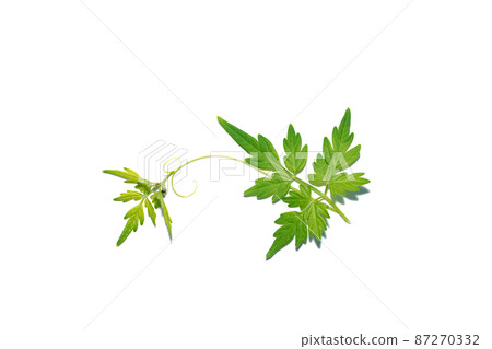 Close up Balloon vine, Heart pea, Heart seed, Smooth leaved heart Pea plant on white background. 87270332