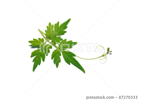 Close up Balloon vine, Heart pea, Heart seed, Smooth leaved heart Pea plant on white background. Close up Balloon vine, Heart pea, Heart seed, Smooth leaved heart Pea plant on white background. 87270333