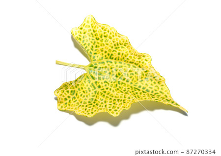 Close up Mile a minute, African mile a minute plant on white background. Close up Mile a minute, African mile a minute plant on white background. 87270334