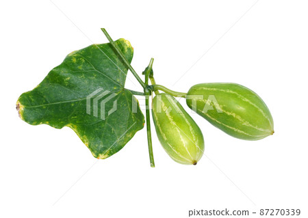 Close up fruit and leaf of Ivy gourd on white background. Close up fruit and leaf of Ivy gourd on white background. 87270339