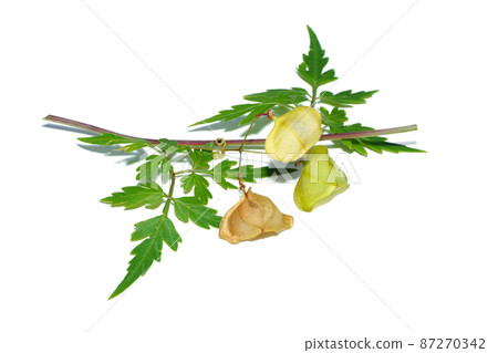 Close up Balloon vine, Heart pea, Heart seed, Smooth leaved heart Pea plant on white background. Close up Balloon vine, Heart pea, Heart seed, Smooth leaved heart Pea plant on white background. 87270342