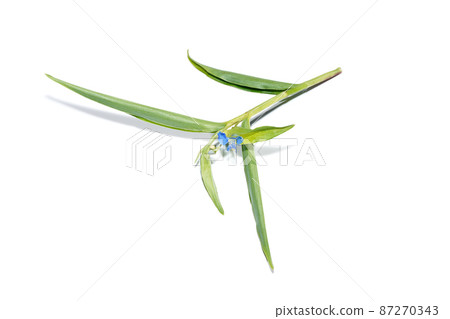 Close up Climbing dayflower, Frenchweed, Spreading dayflower, Wandering jew, Watergrass on white background. Close up Climbing dayflower, Frenchweed, Spreading dayflower, Wandering jew, Watergrass on white background. 87270343
