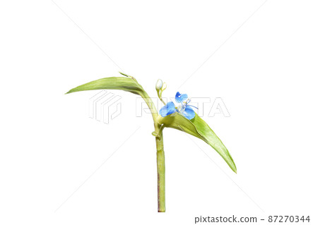 Close up Climbing dayflower, Frenchweed, Spreading dayflower, Wandering jew, Watergrass on white background. Close up Climbing dayflower, Frenchweed, Spreading dayflower, Wandering jew, Watergrass on white background. 87270344