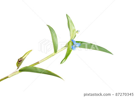 Close up Climbing dayflower, Frenchweed, Spreading dayflower, Wandering jew, Watergrass on white background. Close up Climbing dayflower, Frenchweed, Spreading dayflower, Wandering jew, Watergrass on white background. 87270345