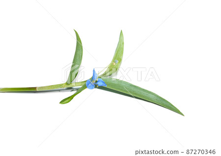 Close up Climbing dayflower, Frenchweed, Spreading dayflower, Wandering jew, Watergrass on white background. Close up Climbing dayflower, Frenchweed, Spreading dayflower, Wandering jew, Watergrass on white background. 87270346