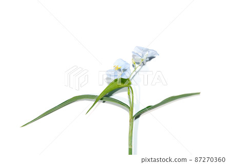 Close up Climbing dayflower, Frenchweed, Spreading dayflower, Wandering jew, Watergrass on white background. Close up Climbing dayflower, Frenchweed, Spreading dayflower, Wandering jew, Watergrass on white background. 87270360
