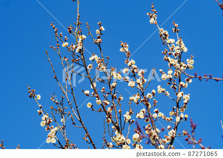 Early spring sunshine and cute blooming plum blossoms and buds 87271065