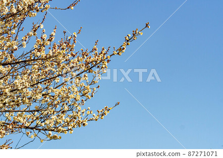 早春的陽光和可愛的盛開的梅花和花蕾 87271071