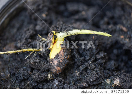 seedling jackfruit seed on cultivation soil background in black pot for planting seedling jackfruit seed on cultivation soil background in black pot for planting 87271309