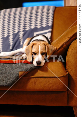 Beagle puppy sleeping on the sofa 87271710