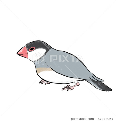 手繪灰色爪哇麻雀側身 手繪灰色爪哇麻雀側身 87272065