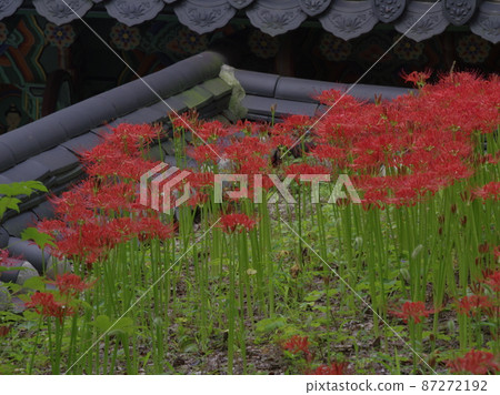 吉桑寺。花 吉桑寺。花 87272192