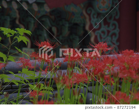 吉桑寺。花 吉桑寺。花 87272194