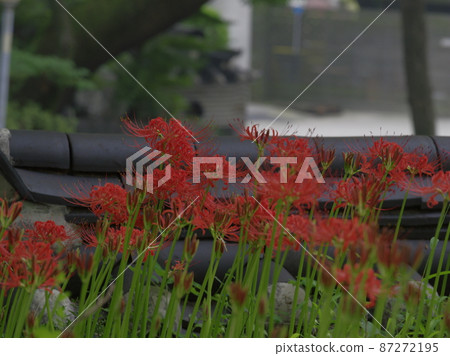 吉桑寺。花 吉桑寺。花 87272195