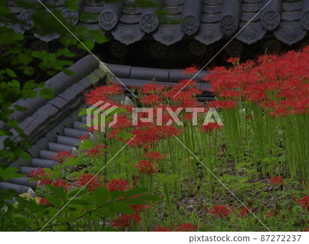 吉桑寺。花 87272237