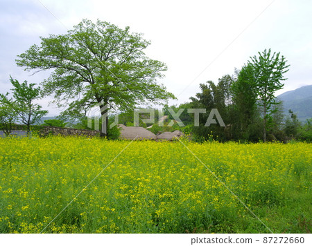 Naganeupseong堡壘,茅草屋,傳統,僧侶,生產,柿子樹 Naganeupseong堡壘,茅草屋,傳統,僧侶,生產,柿子樹 87272660