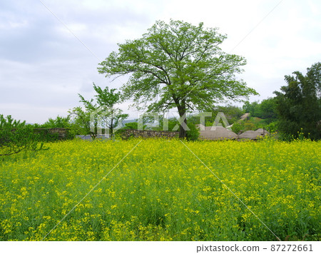 Naganeupseong堡壘,茅草屋,傳統,僧侶,生產,柿子樹 Naganeupseong堡壘,茅草屋,傳統,僧侶,生產,柿子樹 87272661