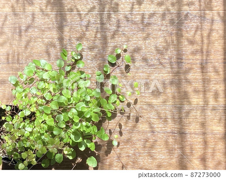 Ornamental plants through the curtain Ornamental plants through the curtain 87273000