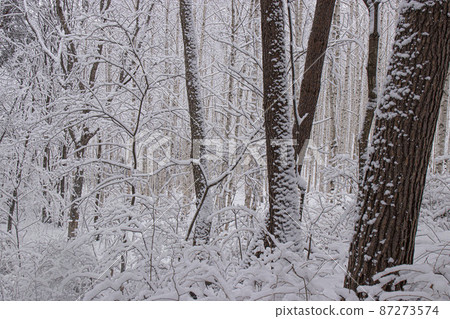 童話般的夢幻世界，白雪覆蓋的白樺林 87273574