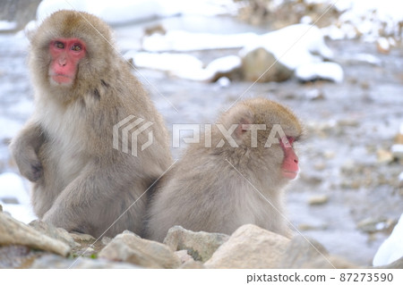 [Nagano Prefecture] Hell Valley Wild Monkey Park Monkey 87273590