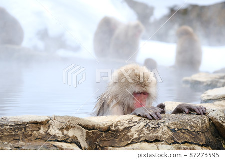 [Nagano Prefecture] Jigokudani Wild Monkey Park A relaxing monkey at a hot spring 87273595