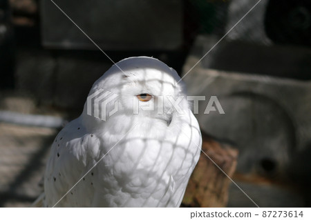 Snowy owl Snowy owl 87273614